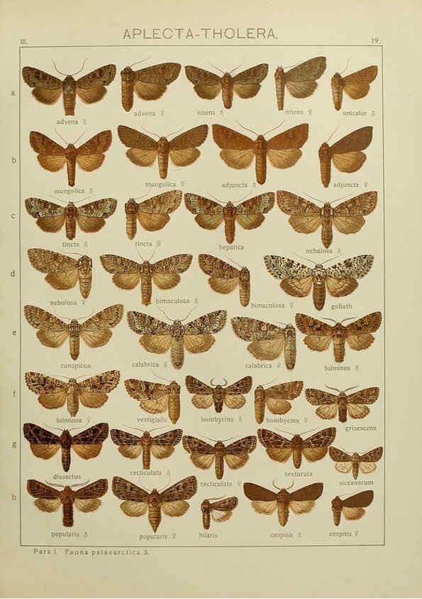 Reproducción/Reproduction 6119681393: The Macrolepidoptera of the world. v.3. plates Stuttgart,Seitz'schen (Kernen),1906-1933