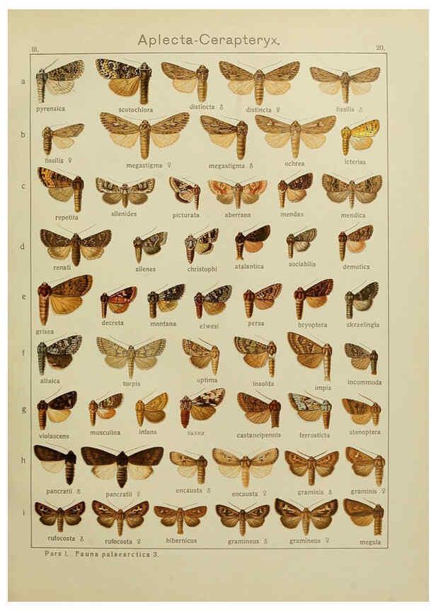 Reproducción/Reproduction 6119681575: The Macrolepidoptera of the world. v.3. plates Stuttgart,Seitz'schen (Kernen),1906-1933
