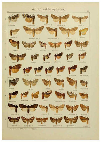 Reproducción/Reproduction 6119681575: The Macrolepidoptera of the world. v.3. plates Stuttgart,Seitz'schen (Kernen),1906-1933