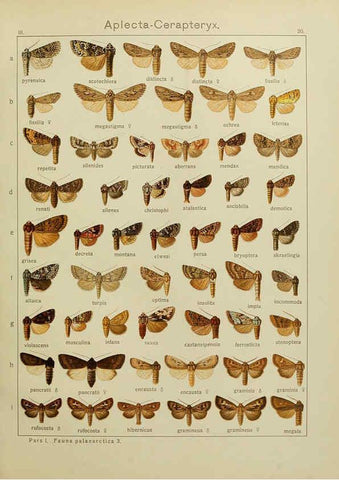 Reproducción/Reproduction 6119681575: The Macrolepidoptera of the world. v.3. plates Stuttgart,Seitz'schen (Kernen),1906-1933