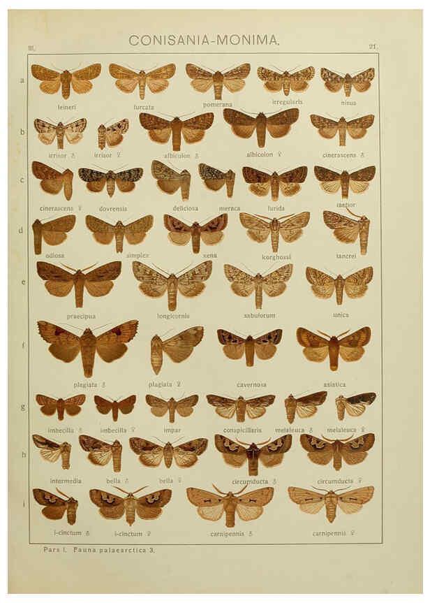 Reproducción/Reproduction 6119681731: The Macrolepidoptera of the world. v.3. plates Stuttgart,Seitz'schen (Kernen),1906-1933
