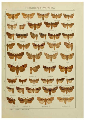 Reproducción/Reproduction 6119681731: The Macrolepidoptera of the world. v.3. plates Stuttgart,Seitz'schen (Kernen),1906-1933