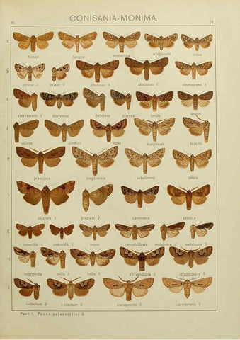 Reproducción/Reproduction 6119681731: The Macrolepidoptera of the world. v.3. plates Stuttgart,Seitz'schen (Kernen),1906-1933