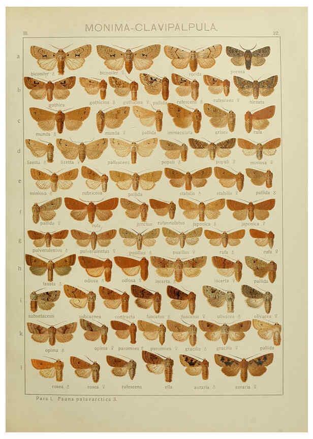 Reproducción/Reproduction 6120225414: The Macrolepidoptera of the world. v.3. plates Stuttgart,Seitz'schen (Kernen),1906-1933