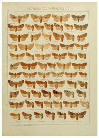 Reproducción/Reproduction 6120225414: The Macrolepidoptera of the world. v.3. plates Stuttgart,Seitz'schen (Kernen),1906-1933