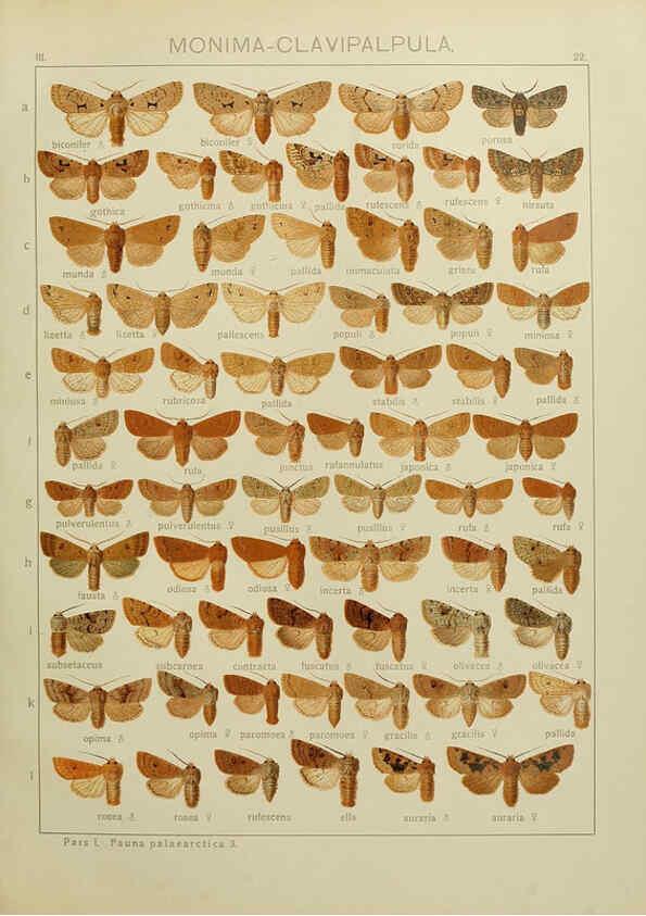 Reproducción/Reproduction 6120225414: The Macrolepidoptera of the world. v.3. plates Stuttgart,Seitz'schen (Kernen),1906-1933