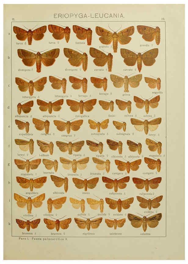 Reproducción/Reproduction 6120225564: The Macrolepidoptera of the world. v.3. plates Stuttgart,Seitz'schen (Kernen),1906-1933