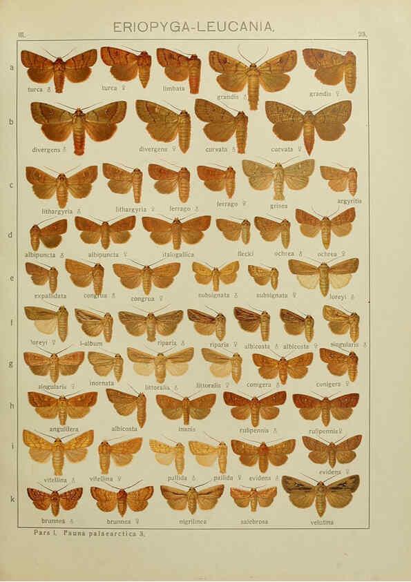 Reproducción/Reproduction 6120225564: The Macrolepidoptera of the world. v.3. plates Stuttgart,Seitz'schen (Kernen),1906-1933