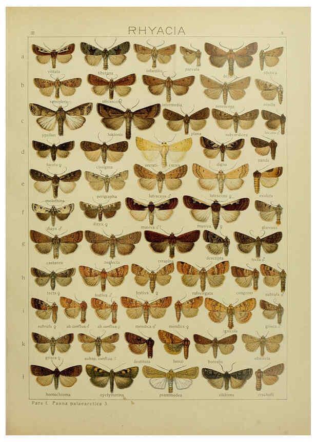 Reproducción/Reproduction 6119679499: The Macrolepidoptera of the world. v.3. plates Stuttgart,Seitz'schen (Kernen),1906-1933