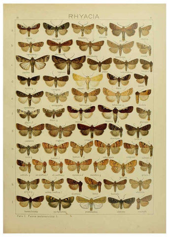 Reproducción/Reproduction 6119679499: The Macrolepidoptera of the world. v.3. plates Stuttgart,Seitz'schen (Kernen),1906-1933