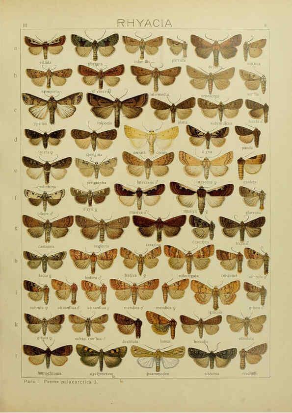 Reproducción/Reproduction 6119679499: The Macrolepidoptera of the world. v.3. plates Stuttgart,Seitz'schen (Kernen),1906-1933