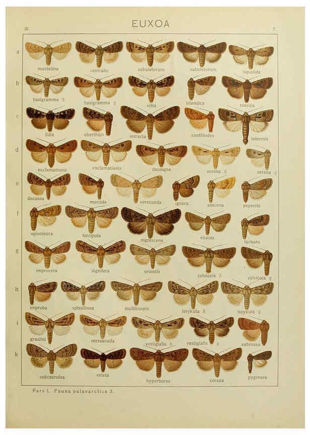 Reproducción/Reproduction 6120222704: The Macrolepidoptera of the world. v.3. plates Stuttgart,Seitz'schen (Kernen),1906-1933