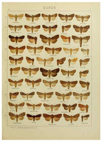 Reproducción/Reproduction 6120222704: The Macrolepidoptera of the world. v.3. plates Stuttgart,Seitz'schen (Kernen),1906-1933