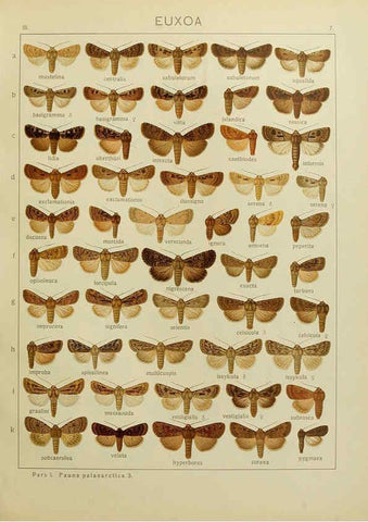 Reproducción/Reproduction 6120222704: The Macrolepidoptera of the world. v.3. plates Stuttgart,Seitz'schen (Kernen),1906-1933