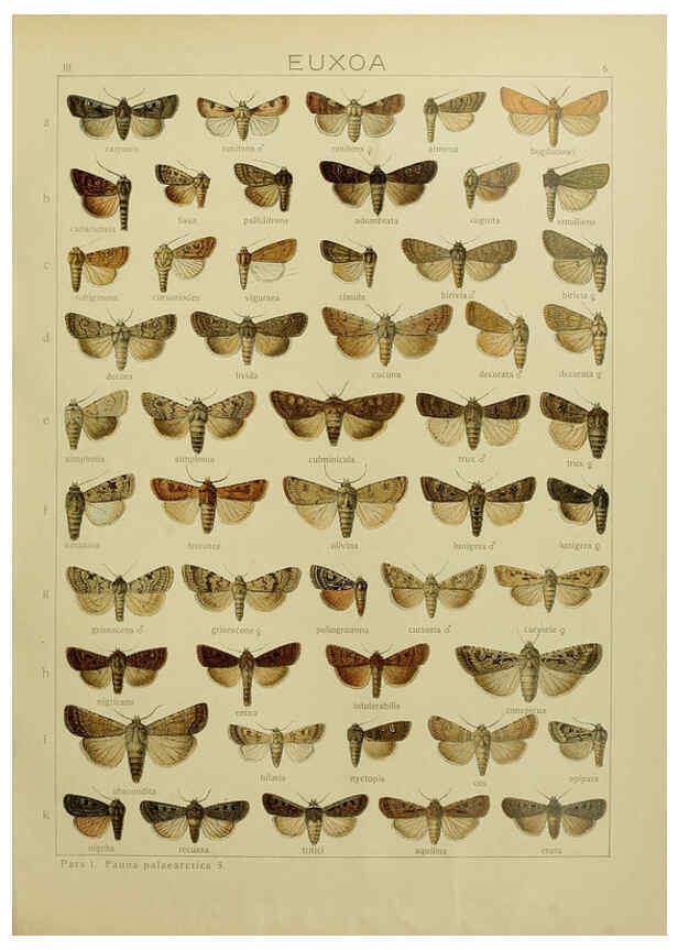 Reproducción/Reproduction 6119679133: The Macrolepidoptera of the world. v.3. plates Stuttgart,Seitz'schen (Kernen),1906-1933
