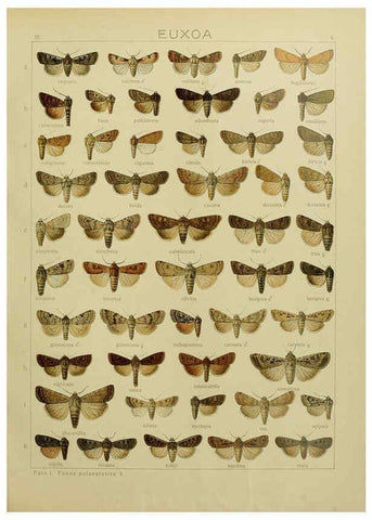 Reproducción/Reproduction 6119679133: The Macrolepidoptera of the world. v.3. plates Stuttgart,Seitz'schen (Kernen),1906-1933