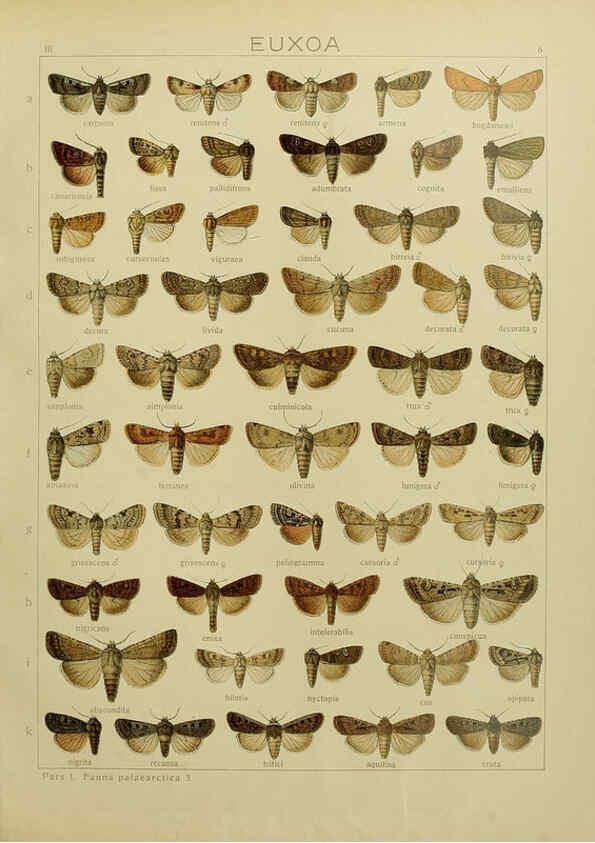 Reproducción/Reproduction 6119679133: The Macrolepidoptera of the world. v.3. plates Stuttgart,Seitz'schen (Kernen),1906-1933
