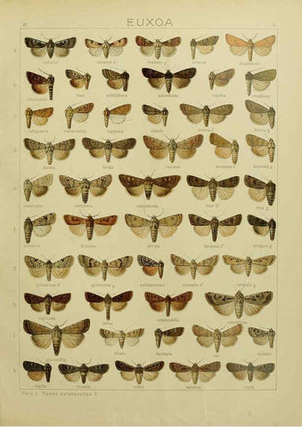 Reproducción/Reproduction 6119679133: The Macrolepidoptera of the world. v.3. plates Stuttgart,Seitz'schen (Kernen),1906-1933