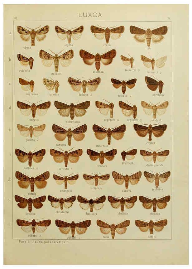 Reproducción/Reproduction 6119678965: The Macrolepidoptera of the world. v.3. plates Stuttgart,Seitz'schen (Kernen),1906-1933