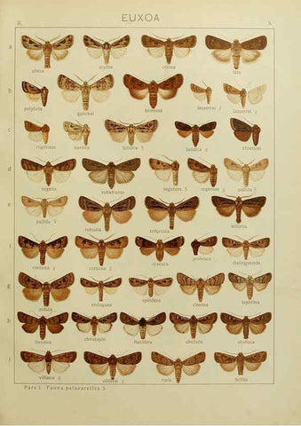 Reproducción/Reproduction 6119678965: The Macrolepidoptera of the world. v.3. plates Stuttgart,Seitz'schen (Kernen),1906-1933