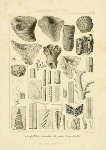 Reproducción/Reproduction 6106654060: Traité de paléontologie London : H. Ballière ;J.-B. Baillière ;1853-1857