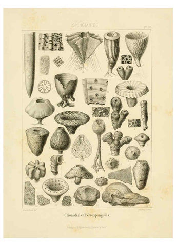 Reproducción/Reproduction 6106654506: Traité de paléontologie London : H. Ballière ;J.-B. Baillière ;1853-1857
