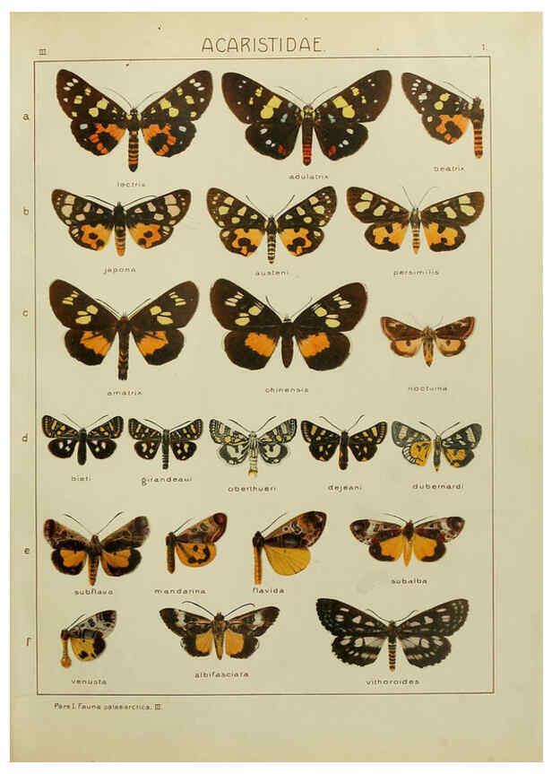 Reproducción/Reproduction 6119678233: The Macrolepidoptera of the world. v.3. plates Stuttgart,Seitz'schen (Kernen),1906-1933