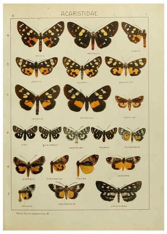 Reproducción/Reproduction 6119678233: The Macrolepidoptera of the world. v.3. plates Stuttgart,Seitz'schen (Kernen),1906-1933