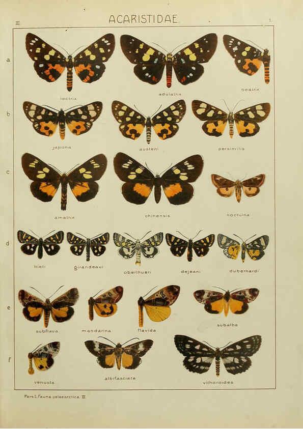 Reproducción/Reproduction 6119678233: The Macrolepidoptera of the world. v.3. plates Stuttgart,Seitz'schen (Kernen),1906-1933