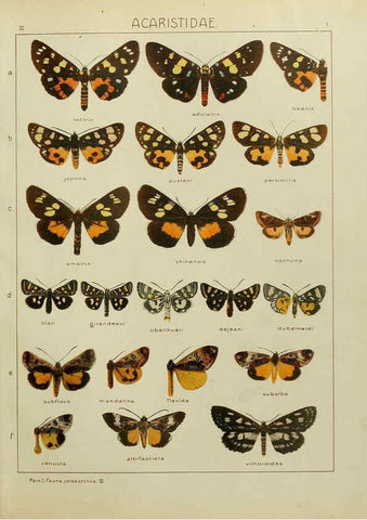 Reproducción/Reproduction 6119678233: The Macrolepidoptera of the world. v.3. plates Stuttgart,Seitz'schen (Kernen),1906-1933