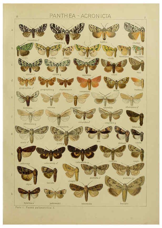 Reproducción/Reproduction 6120221836: The Macrolepidoptera of the world. v.3. plates Stuttgart,Seitz'schen (Kernen),1906-1933