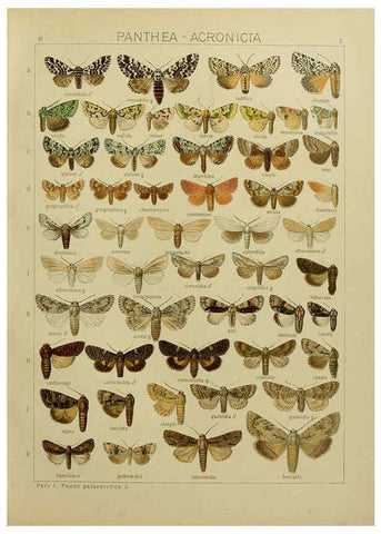 Reproducción/Reproduction 6120221836: The Macrolepidoptera of the world. v.3. plates Stuttgart,Seitz'schen (Kernen),1906-1933
