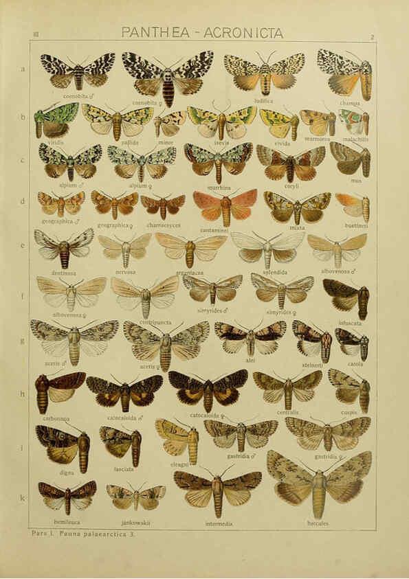 Reproducción/Reproduction 6120221836: The Macrolepidoptera of the world. v.3. plates Stuttgart,Seitz'schen (Kernen),1906-1933