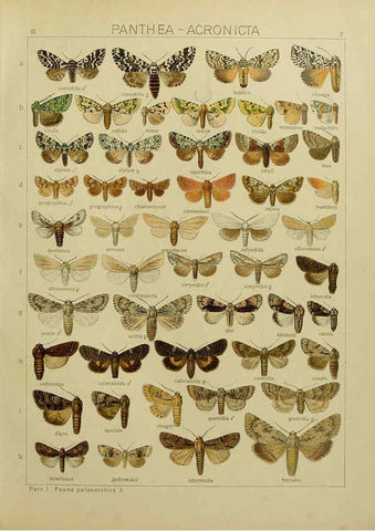 Reproducción/Reproduction 6120221836: The Macrolepidoptera of the world. v.3. plates Stuttgart,Seitz'schen (Kernen),1906-1933
