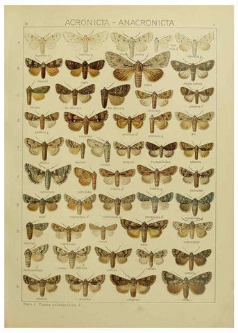 Reproducción/Reproduction 6119678599: The Macrolepidoptera of the world. v.3. plates Stuttgart,Seitz'schen (Kernen),1906-1933