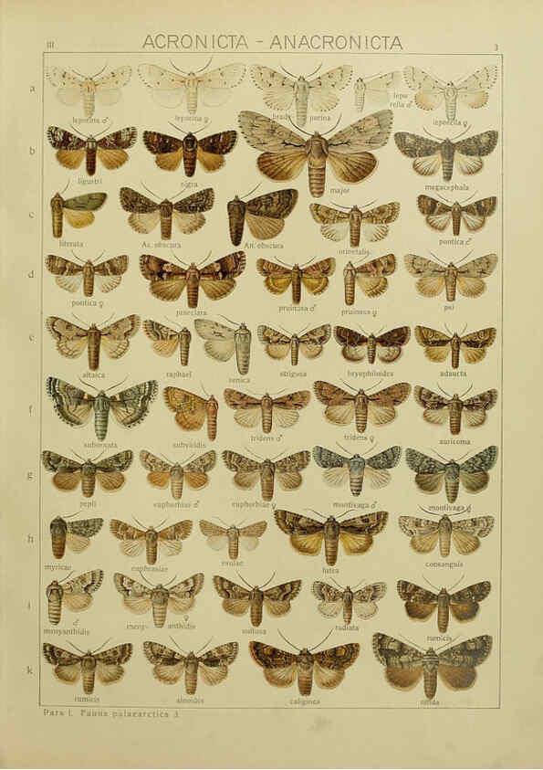 Reproducción/Reproduction 6119678599: The Macrolepidoptera of the world. v.3. plates Stuttgart,Seitz'schen (Kernen),1906-1933