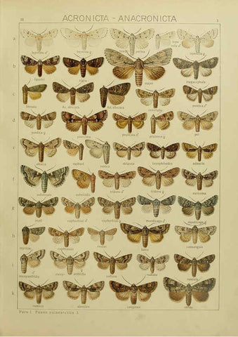 Reproducción/Reproduction 6119678599: The Macrolepidoptera of the world. v.3. plates Stuttgart,Seitz'schen (Kernen),1906-1933