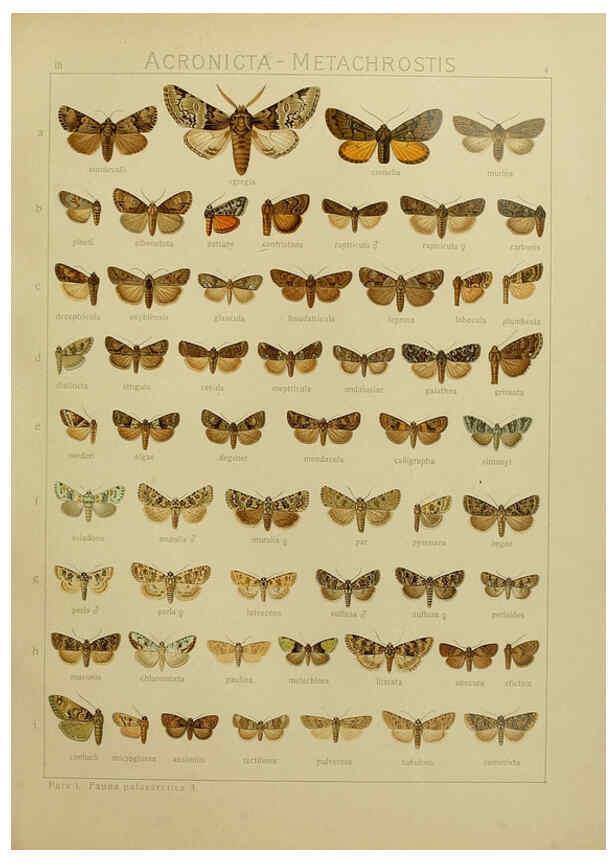 Reproducción/Reproduction 6120222162: The Macrolepidoptera of the world. v.3. plates Stuttgart,Seitz'schen (Kernen),1906-1933