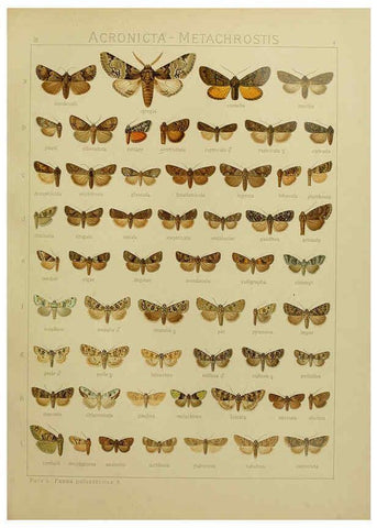 Reproducción/Reproduction 6120222162: The Macrolepidoptera of the world. v.3. plates Stuttgart,Seitz'schen (Kernen),1906-1933