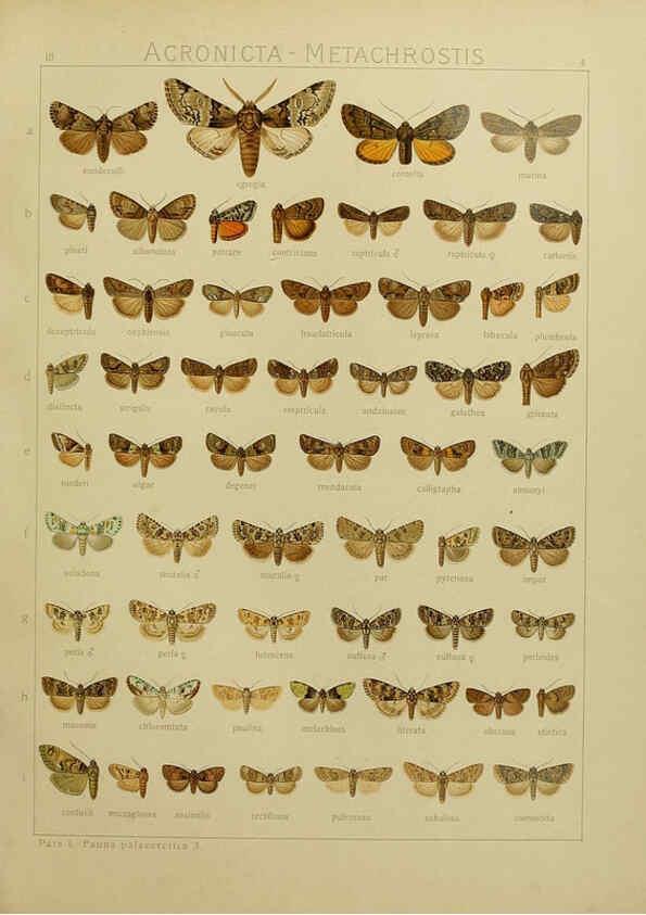 Reproducción/Reproduction 6120222162: The Macrolepidoptera of the world. v.3. plates Stuttgart,Seitz'schen (Kernen),1906-1933