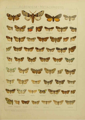 Reproducción/Reproduction 6120222162: The Macrolepidoptera of the world. v.3. plates Stuttgart,Seitz'schen (Kernen),1906-1933