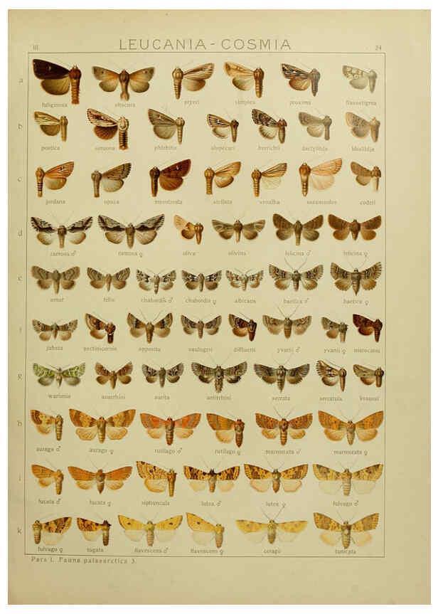 Reproducción/Reproduction 6119682225: The Macrolepidoptera of the world. v.3. plates Stuttgart,Seitz'schen (Kernen),1906-1933