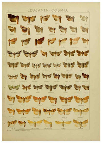 Reproducción/Reproduction 6119682225: The Macrolepidoptera of the world. v.3. plates Stuttgart,Seitz'schen (Kernen),1906-1933