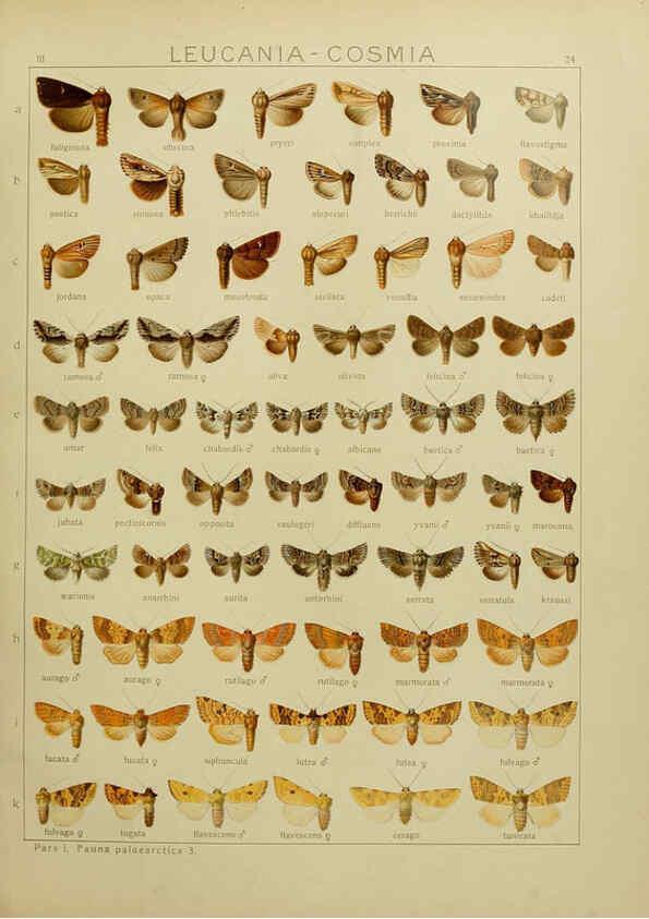 Reproducción/Reproduction 6119682225: The Macrolepidoptera of the world. v.3. plates Stuttgart,Seitz'schen (Kernen),1906-1933