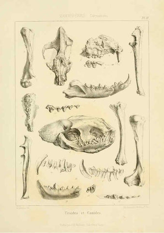 Reproducción/Reproduction 6106610384: Traité de paléontologie London : H. Ballière ;J.-B. Baillière ;1853-1857