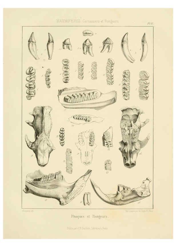 Reproducción/Reproduction 6106610970: Traité de paléontologie London : H. Ballière ;J.-B. Baillière ;1853-1857