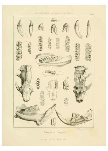 Reproducción/Reproduction 6106610970: Traité de paléontologie London : H. Ballière ;J.-B. Baillière ;1853-1857