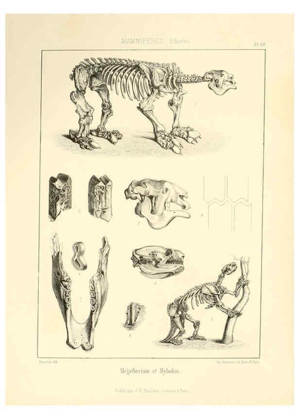 Reproducción/Reproduction 6106065859: Traité de paléontologie London : H. Ballière ;J.-B. Baillière ;1853-1857