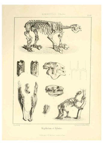 Reproducción/Reproduction 6106065859: Traité de paléontologie London : H. Ballière ;J.-B. Baillière ;1853-1857