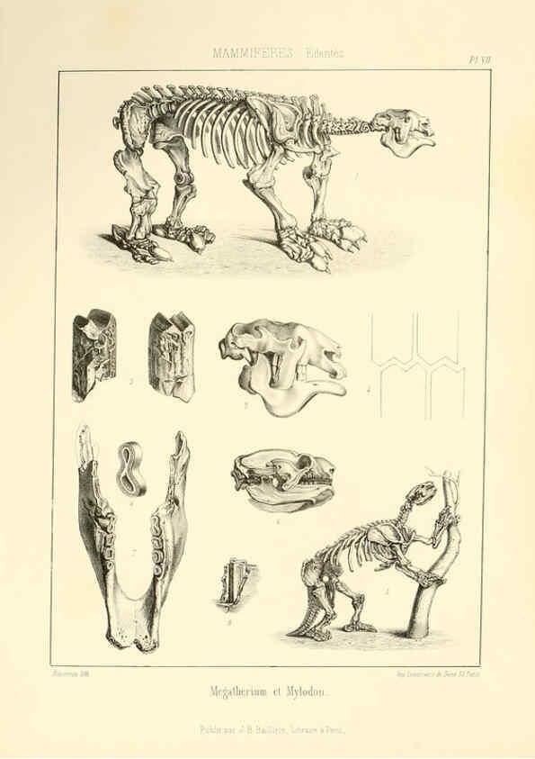 Reproducción/Reproduction 6106065859: Traité de paléontologie London : H. Ballière ;J.-B. Baillière ;1853-1857